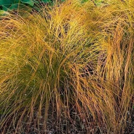 Carex “Prairie Fire”  - Public Domain Image