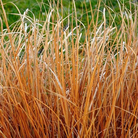 Carex 'Prairie Fire' - Image by Matthias Böckel from Pixabay
