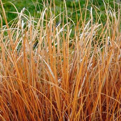 Carex 'Prairie Fire' - Image by Matthias Böckel from Pixabay