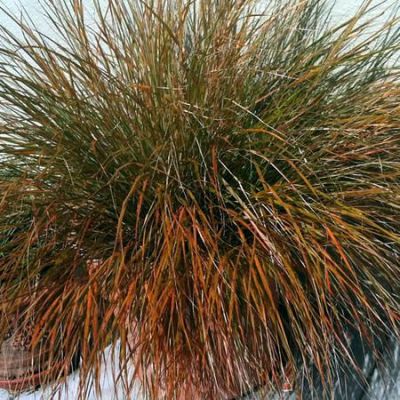 Carex testacea - photo by chuck b. (CC BY-SA 4.0)