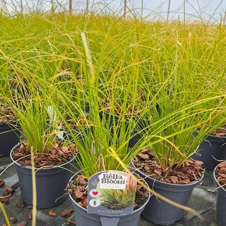 Carex testacea - Image courtesy of Tully Nurseries