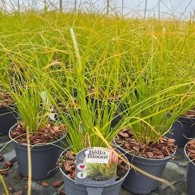 Carex testacea (1L pot)