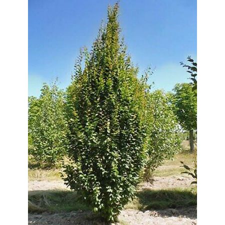 Carpinus Betulus 'Lucas' (10L pot)