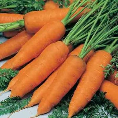 Carrot Chantenay Red Cored 2