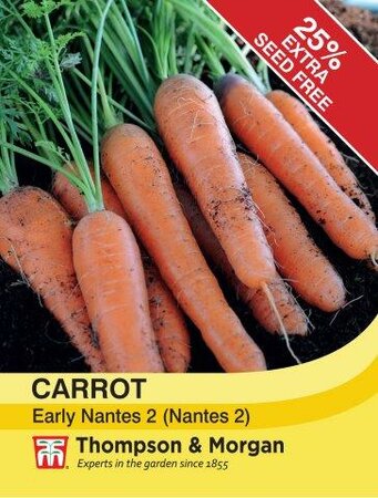 Carrot Early Nantes 2 (Nantes 2) - image 1