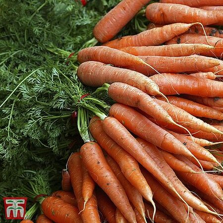 Carrot “Norfolk”