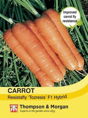 Carrot Resistafly ‘Tozresis’ F1 Hybrid - image 1
