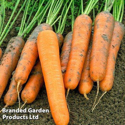 Carrot 'Volcano' F1 - Image courtesy of Thompson & Morgan