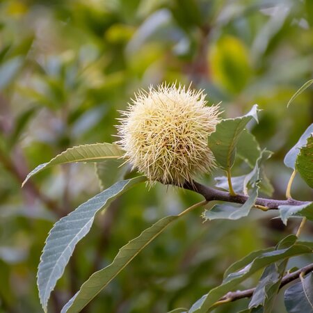 Castanea sativa / Sweet Chestnut - Extract of public image here under fair use