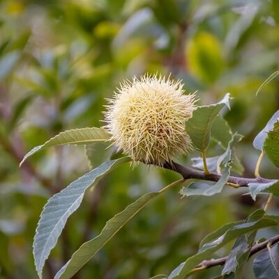 Castanea sativa / Sweet Chestnut - Extract of public image here under fair use