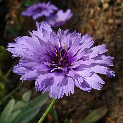 Catananche caerulea - Photo by H. Zell (GFDL)
