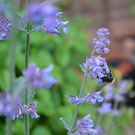 Catmint - Image by PollyDot from Pixabay 