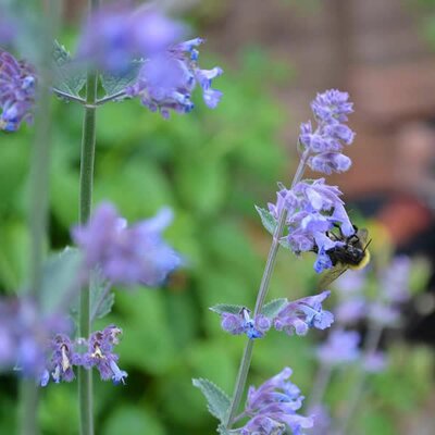 Catmint - Image by PollyDot from Pixabay 