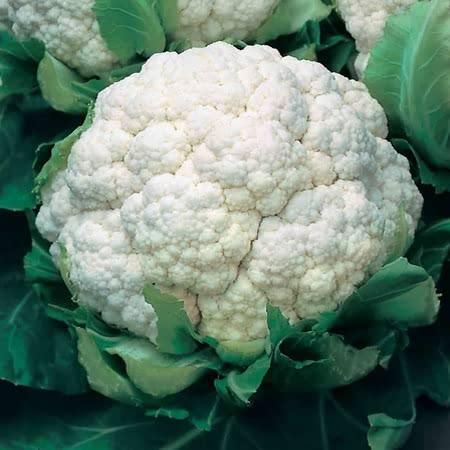 Cauliflower All The Year Round