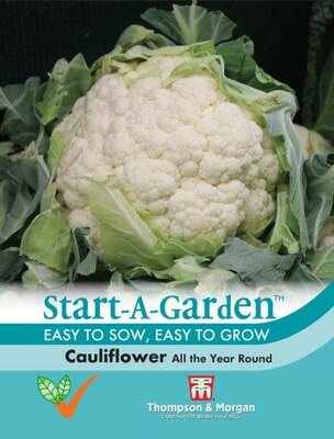 Cauliflower All The Year Round - image 1