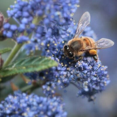 Ceanothus 'Concha' - Image by ThreeMilesPerHour from Pixabay 