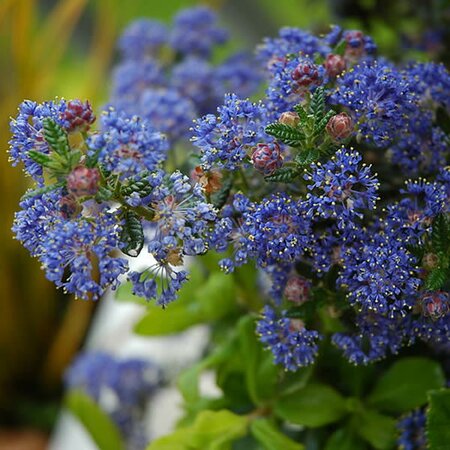 Ceanothus 'Pugets Blue' (3L pot)