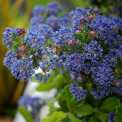 Ceanothus 'Pugets Blue' (3L pot)