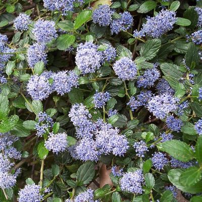 Ceanothus Repens - Photo by A. Barra (GFDL)