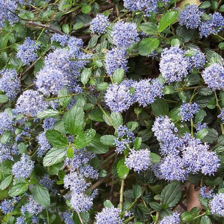 'Ceanothus Thyrs Repens' - photo by A Barra (CC License)