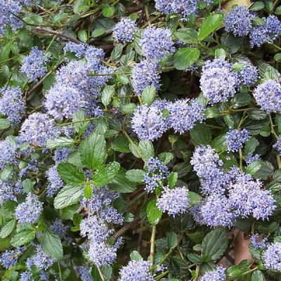 'Ceanothus Thyrs Repens' - photo by A Barra (CC License)