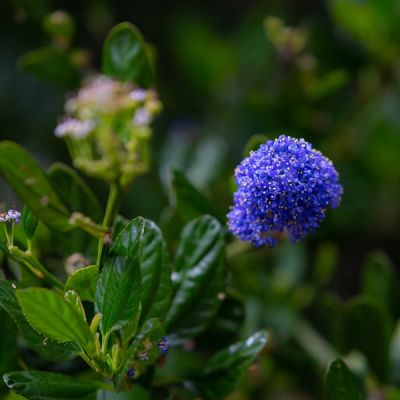 Ceanothus Victoria - Image by TheOtherKev from Pixabay 