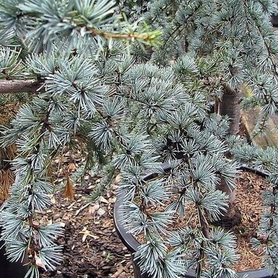 Cedrus libani 'Glauca' - Photo by David J. Stang (CC BY-SA 4.0)