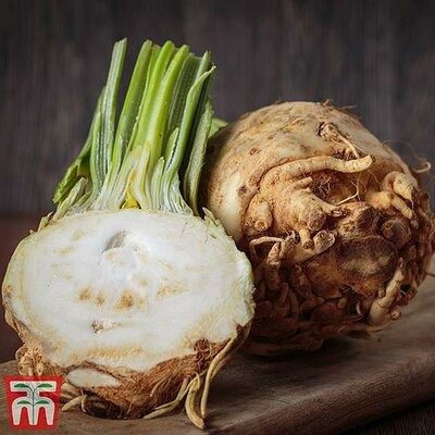 Celeriac 'Mars' - Image courtesy of Thompson & Morgan