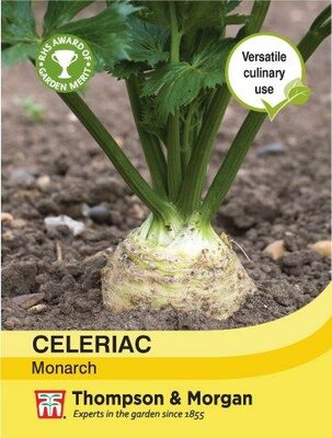 Celeriac Monarch - image 1