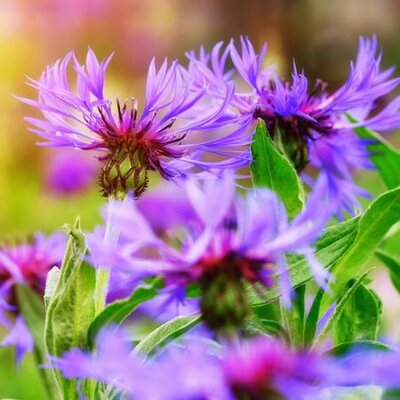 Centaurea “Amethyst Dream” - Image by Bruno /Germany from Pixabay 
