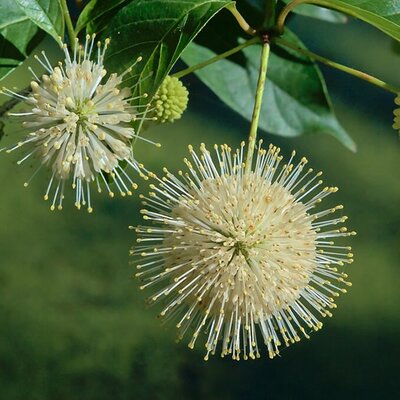 Cephalanthus occidentalis - Photo by The Cosmonaut (CC BY-SA 4.0)