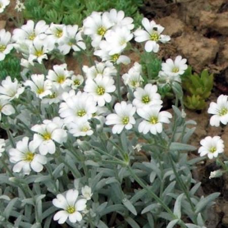 Cerastium tomentosum - Photo by Heron2  (GFDL)