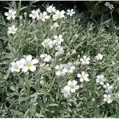 Cerastium tomentosum - Photo by Heron2  (GFDL)