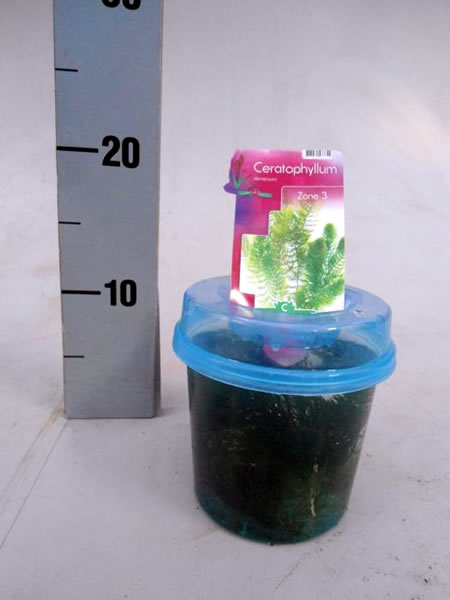 Ceratophyllum demersum - Image courtesy of Pannebakker