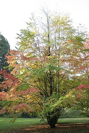 Cercidiphyllum japonicum - Photo by Jean-Pol GRANDMONT (CC BY-SA 3.0)