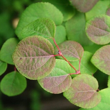 Cercidiphyllum japonicum - Photo by Jean-Pol GRANDMONT (Cc BY-SA 3.0)