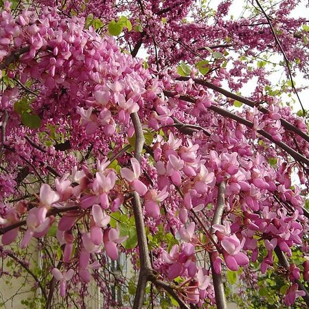 Cercis Bodnant - Photo by David Monniaux (GFDL)