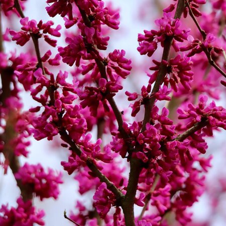 Cercis canadensis 'Merlot' - Image by Annette Meyer from Pixabay 