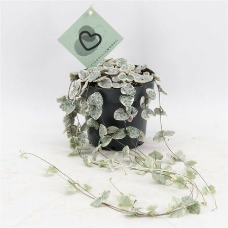 Ceropegia 'Variegata' - 