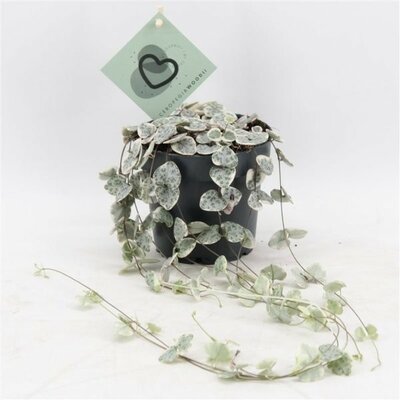 Ceropegia 'Variegata' - 