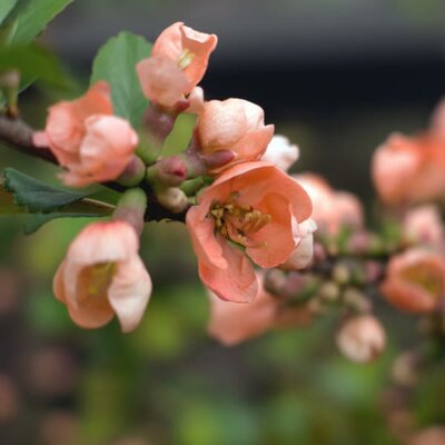 Chaenomeles 'Geisha Girl' - Image courtesy of libreshot