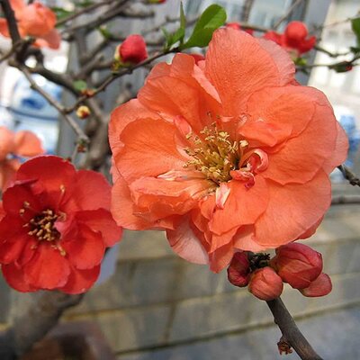 Chaenomeles “Mango Storm” - Photo by 阿橋 HQ (CC BY-SA 2.0)