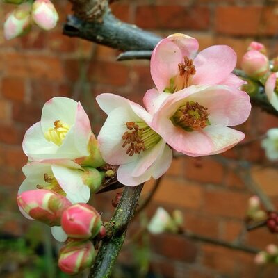 Chaenomeles 'Moerloosei' (3L pot)