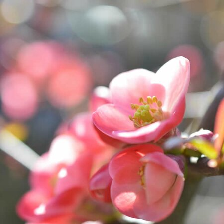 Chaenomeles x superba 'Pink Lady' - Image courtesy of pxfuel (CC0)