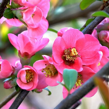 Chaenomeles “Pink Storm” - Image by Federico Maderno from Pixabay 