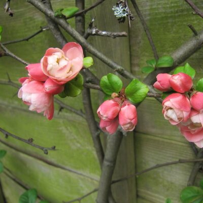 Chaenomeles 'Falconnet Charlet' - Photo by Leonora Enking (CC BY-SA 2.0)