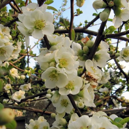 Chaenomeles 'Jet Trail' - Photo by Leonora Enking (CC BY-SA 2.0)