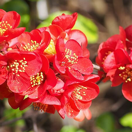 Chaenomeles 'Nicoline' - Photo by Agnieszka Kwiecień, Nova (CC BY-SA 4.0)