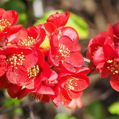 Chaenomeles 'Nicoline' - Photo by Agnieszka Kwiecień, Nova (CC BY-SA 4.0)