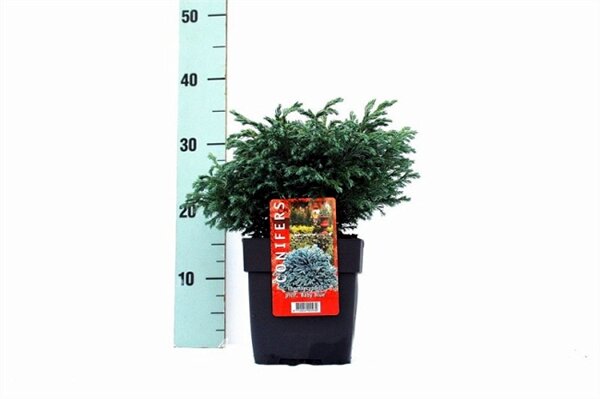 Chamaecyparis 'Baby Blue' (2L pot)